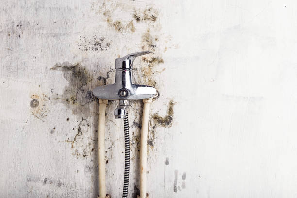 Best Mold Cleaning Services  in Louisa, KY