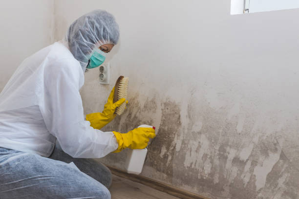 Best Attic Mold Removal  in Louisa, KY