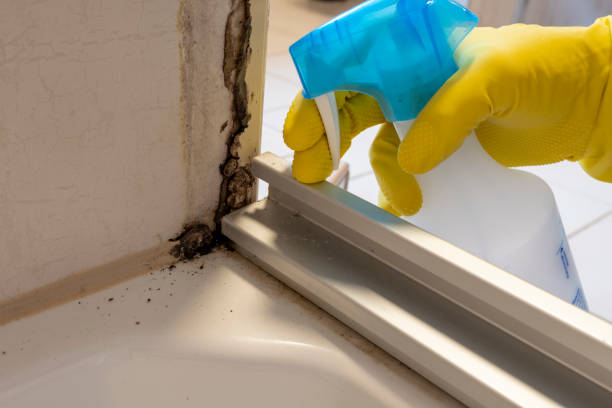 Best Mold Damage Repair  in Louisa, KY