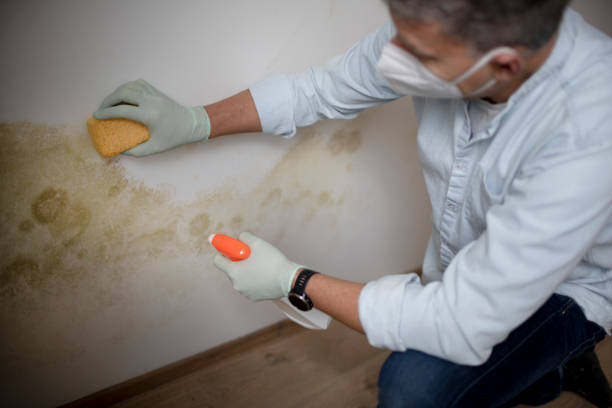 Best Toxic Mold Removal  in Louisa, KY