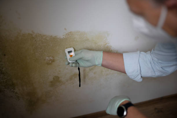 Best Professional Mold Removal  in Louisa, KY