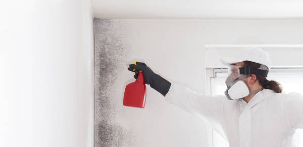 Best Mold Remediation  in Louisa, KY
