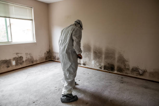 Trusted Louisa, KY Mold Removal Experts
